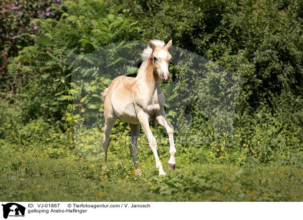 galloping Arabo-Haflinger / VJ-01867
