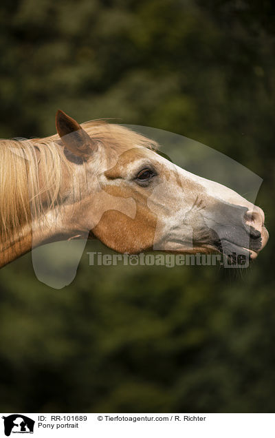 Pony Portrait / Pony portrait / RR-101689