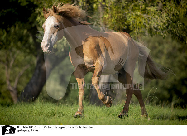galloping Pony / RR-101736
