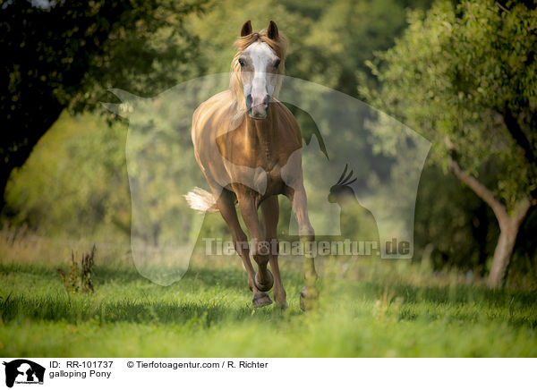 galoppierendes Pony / galloping Pony / RR-101737