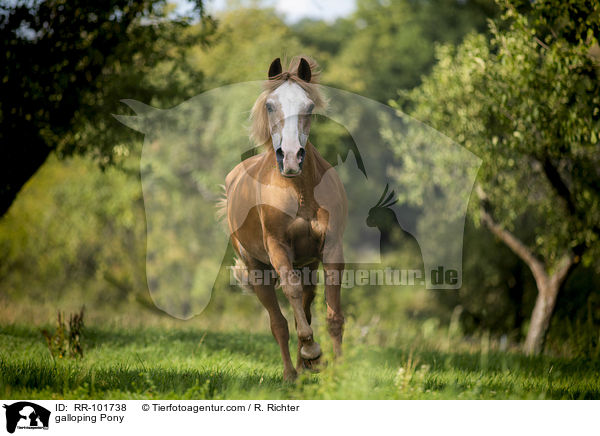 galoppierendes Pony / galloping Pony / RR-101738