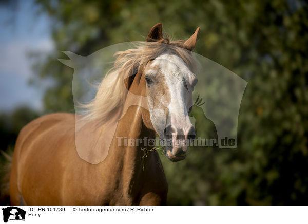 Pony / Pony / RR-101739