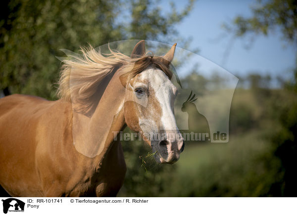 Pony / Pony / RR-101741
