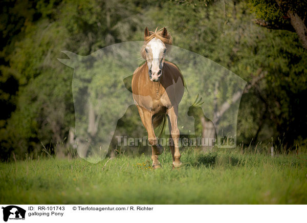 galoppierendes Pony / galloping Pony / RR-101743