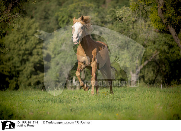 trotting Pony / RR-101744