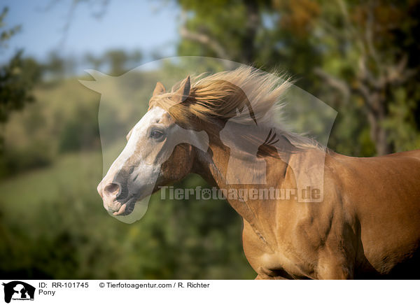 Pony / Pony / RR-101745