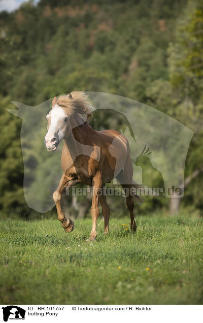 trotting Pony / RR-101757