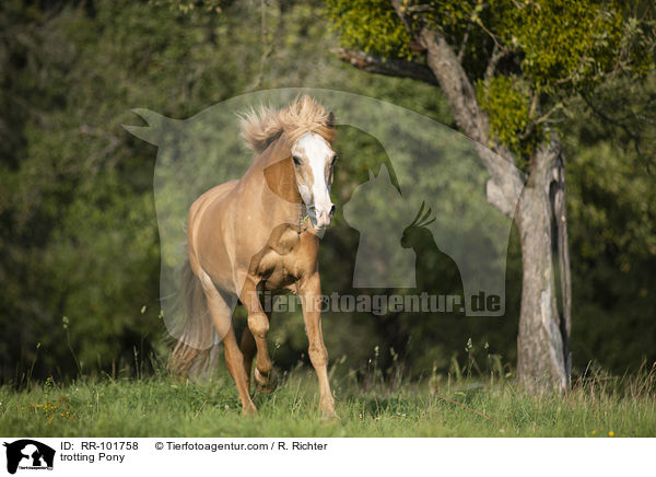 trotting Pony / RR-101758