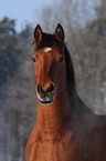 Arabo-Haflinger Portrait