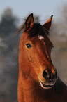 Arabo-Haflinger Portrait