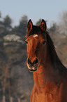 Arabo-Haflinger Portrait