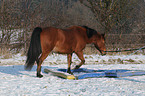 Arabo-Haflinger