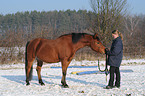 young woman with Arabo-Haflinger