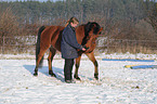 young woman with Arabo-Haflinger
