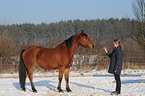 young woman with Arabo-Haflinger