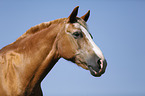 horse portrait