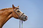 horse portrait