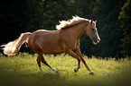 galloping Arabo-Haflinger