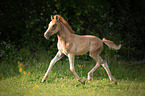 trotting Arabo-Haflinger foal