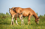 Arabo-Haflingermother with foal