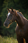 Arabo-Haflinger portrait