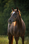 standing Arabo-Haflinger