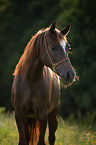 standing Arabo-Haflinger