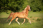 trotting Arabo-Haflinger