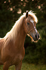 Arabo-Haflinger portrait