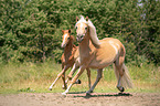 Haflinger and Arabo-Haflinger