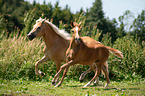 Haflinger and Arabo-Haflinger