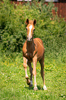 Arabo-Haflinger foal