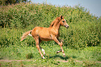 Arabo-Haflinger foal