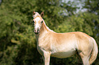 Arabo-Haflinger