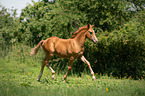 Arabo-Haflinger foal