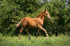 Arabo-Haflinger foal