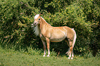 standing Arabo-Haflinger