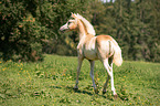 running Arabo-Haflinger