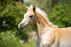 Arabo-Haflinger foal