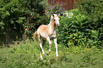 galloping Arabo-Haflinger