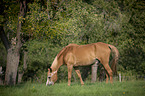 standing Pony