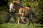 galloping Pony