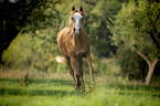 galloping Pony