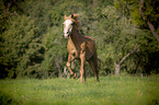 trotting Pony