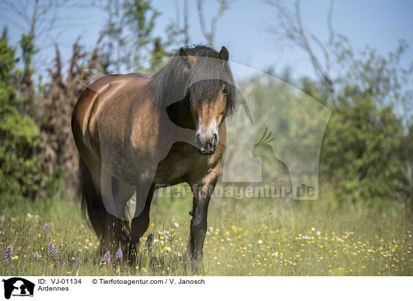 Ardenner / Ardennes / VJ-01134