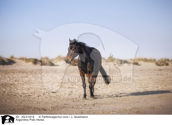 Argentine Polo Horse / JQ-01919