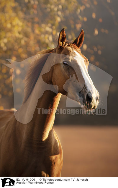 sterreichisches Warmblut Portrait / Austrian Warmblood Portrait / VJ-01906
