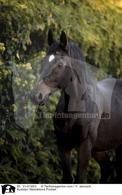 Austrian Warmblood Portrait / VJ-01953