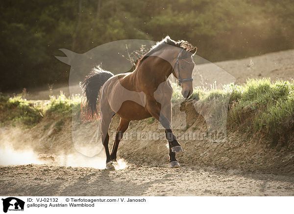 galoppierendes sterreichisches Warmblut / galloping Austrian Warmblood / VJ-02132