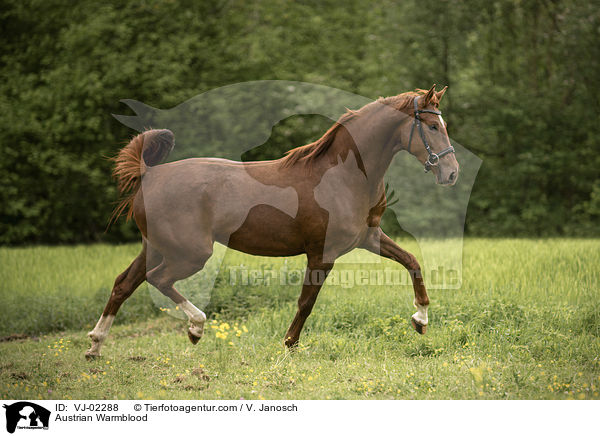 sterreichisches Warmblut / Austrian Warmblood / VJ-02288